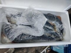 食品進口標簽新規(guī)定導致清關放緩,冰鮮三文魚到貨積壓遭嚴重損耗！