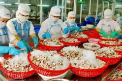 越南11月的海產(chǎn)品出口強勁反彈，同比增長23%！
